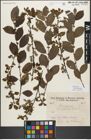 Foto von Salix myrsinifolia Salisb.